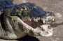 Day01 - 04 * Caiman